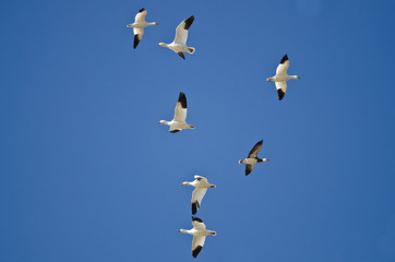Bi-Directional Snow Geese in Need of a Good Air Traffic Controller