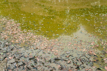 Leaves fall in a drought pond with trees reflection on water - copy space background