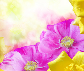 Delicate wild rose garden flowers