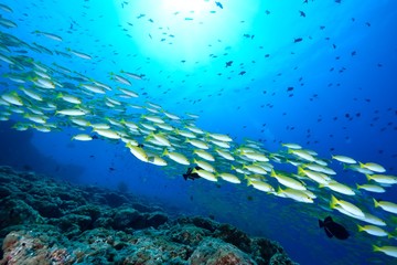 ベンガルスナッパー