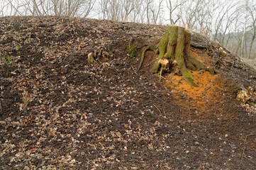 cut tree on a wilderness