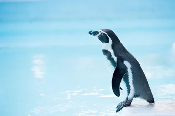 Foto op Plexiglas 立ち姿のペンギン  © youreyesonly
