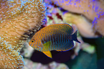 Obraz premium Potter's Angelfish, Centropyge Potteri, a pygmy angelfish 
