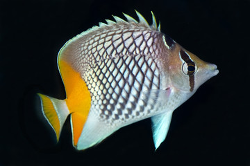 The Pearlscale Butterflyfish,Chaetodon xanthurus, is a species of butterflyfish also known as...