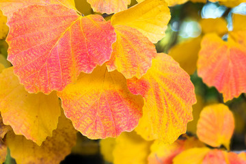 Aspen Tree Leaves Fall Color