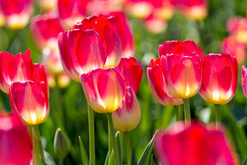 Fototapeta premium Pink and Yellow Colored Tulips Closeup