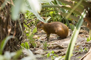 Obraz premium Central American agouti (Dasyprocta punctata)