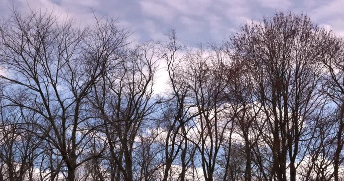 A group of trees without leaves blowing in the wind.  	