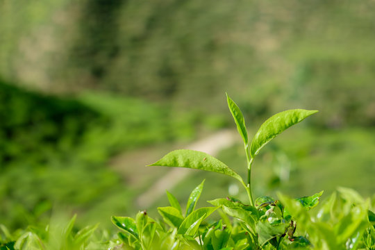 Tea leaves in tea plantations at Cameron Highlands