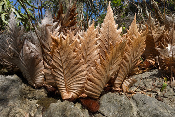 Naklejka na ściany i meble Drynaria leaf fern dry on the rocks