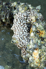 Barnacles on Rock