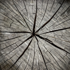 Surface of the timber