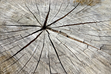 Surface of the timber