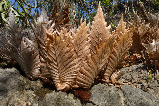 Drynaria leaf fern dry on the rocks