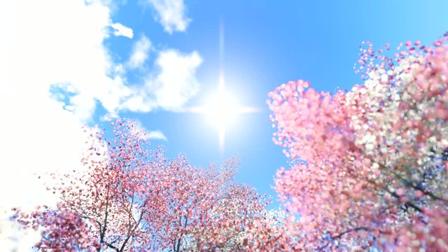 Animation of sakura with flowers sakura waving on wind