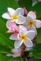 Fototapeta na wymiar Pink and white frangipani flower.