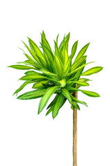 Song of Jamaica tree.