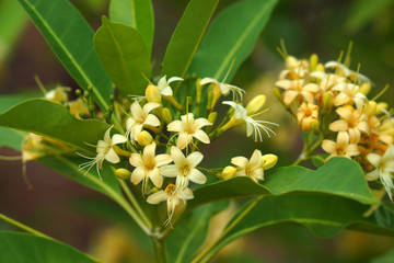 Fragrant yellow flowers (Fragraea fragrans Roxd.).