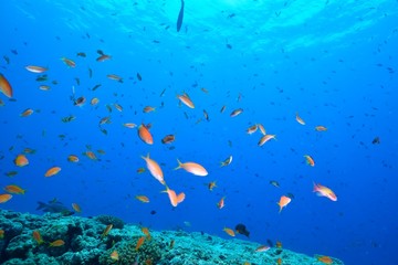 ハナダイの群れ