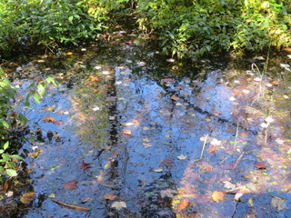 Reflections and colourful leaves on blue pond