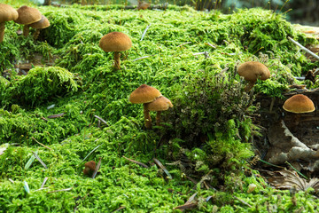 キノコとコケ