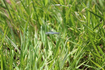 Dragonfly On Grass 