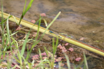 Dragonfly On Reed At Lake Shoreline