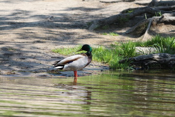 Male Mallard Duck Standing 