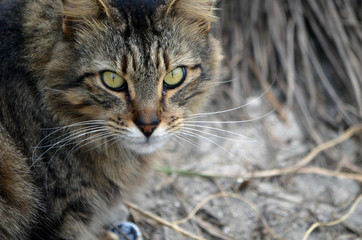 Portrait of a Longhaired Brown and Black feral feline, © richard pross