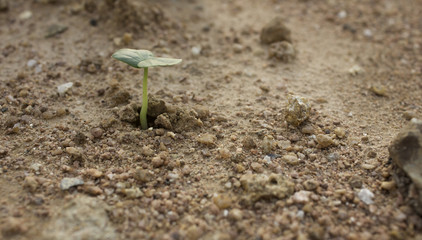 Plant's growing on crack dry soil.