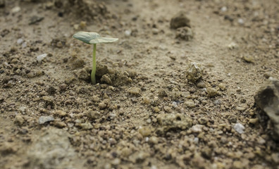 Plant's growing on crack dry soil.