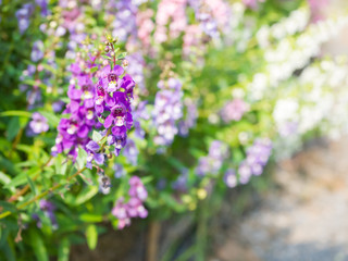 Closeup of beautiful purple, pink, and white flower ( Angelonia