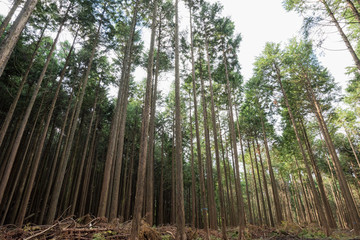 山の中の杉林