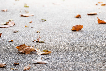 Background of fall leafs on floor outdoor, The season change