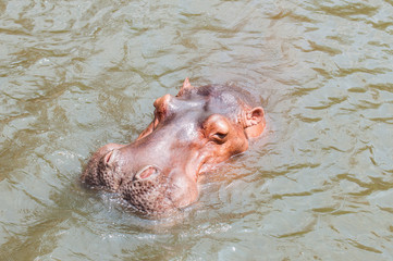 Portrait Hippopotamus, Hippopotamus open mouth ,waiting for feed