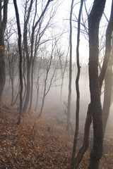 Fog in the wood