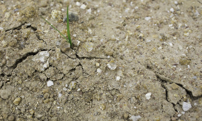 Plant's growing on crack dry soil.