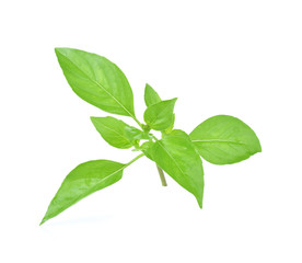Ocimum basilicum Linn on white background