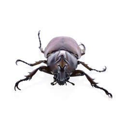 Rhinoceros beetle, Rhino beetle, Hercules beetle, Unicorn beetle