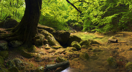 Canyon in the summer time. Beautiful summer landscape
