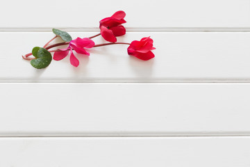  red cyclamen on wooden background