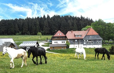 ruhige Szene im Schwarzwald mit Pferden