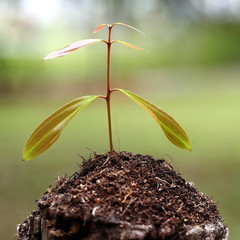 Seedling of Young Tree