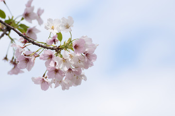 春の陽気と満開の桜