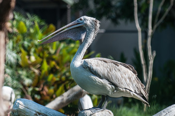 Dalmatian Pelican in dusit zoo