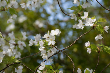 満開の桜