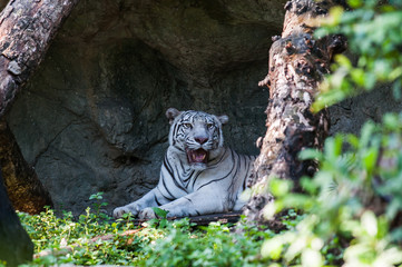 White bengal tiger is resting