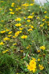 Yellow flowers,Bush Daisy with green leaves