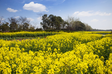 field of rape.Rape seed is mainly cultivated for bio fuel produc