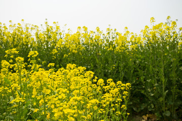 Obraz premium field of rape.Rape seed is mainly cultivated for bio fuel produc